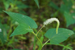 Swamp Lily