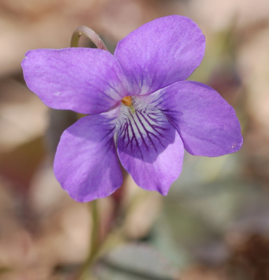 Viola labradorica