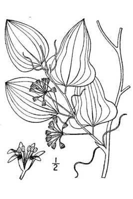Smilax pseudochina