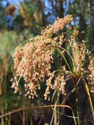 Scirpus cyperinus