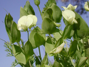 Yellow-Flowered Pea