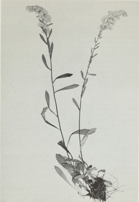 Solidago spathulata