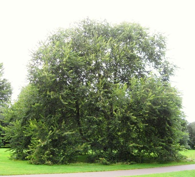 Ulmus villosa