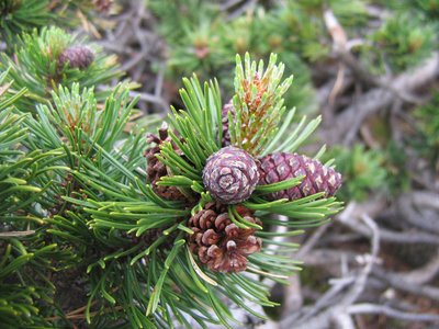 Pinus mugo