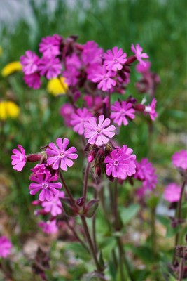 Silene dioica