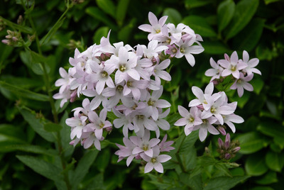 Campanula lactiflora