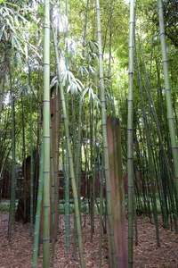 Stone Bamboo