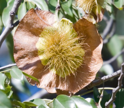 Pterocarpus angolensis