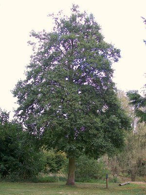 Alnus cordata