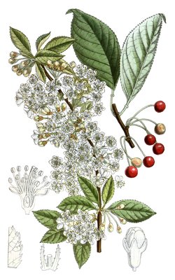 Prunus pensylvanica