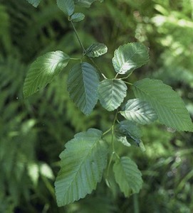 Red Alder