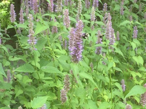 Anise Hyssop