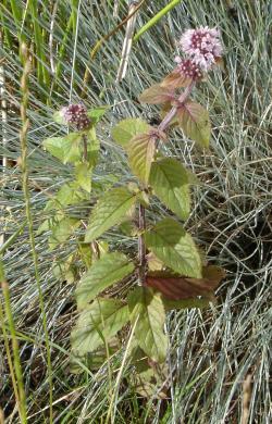 Mentha aquatica