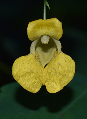 Impatiens pallida