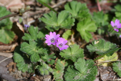 Geranium molle