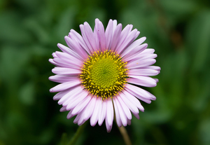 Beach Aster