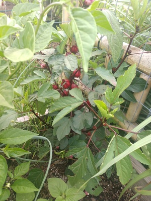 Young roselle with calyx.