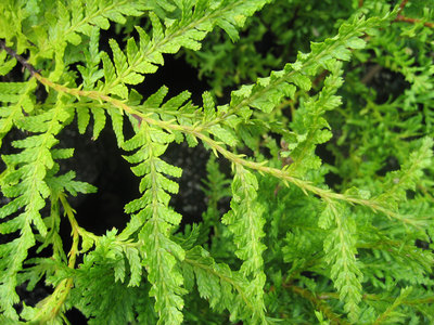 Libocedrus plumosa