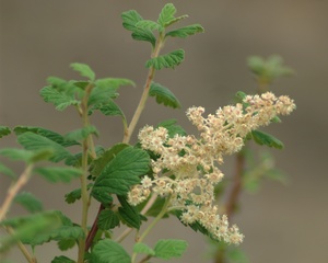 Rock Spiraea