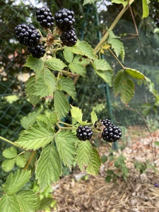 Blackberry