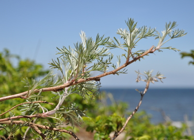 Artemisia campestris