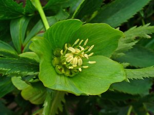 Green Hellebore