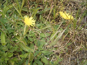 Mouse-Ear Hawkweed