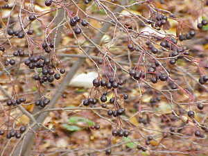 Purple Chokeberry