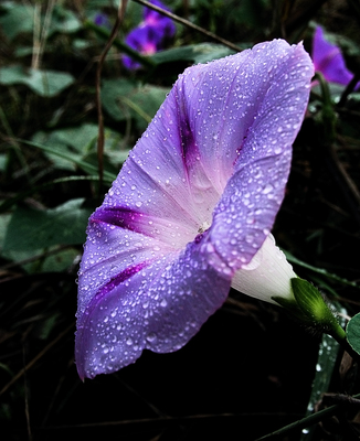 Ipomoea purpurea