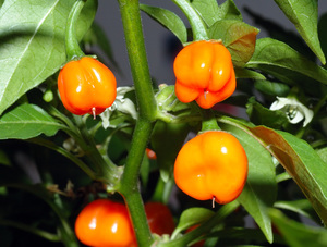 Bonnet Pepper