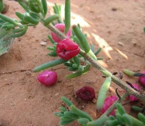 Ruby Saltbush