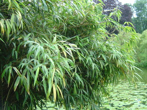 Fountain Bamboo