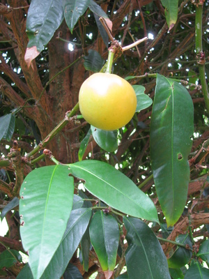 Garcinia xanthochymus