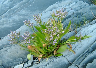 Limonium carolinianum