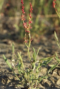 Sheeps Sorrel