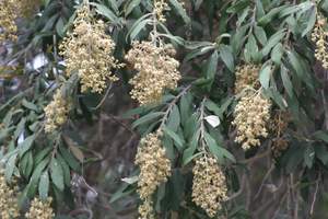 Camphor Bush