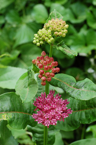 Purple Milkweed