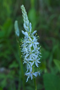 Atlantic Camas