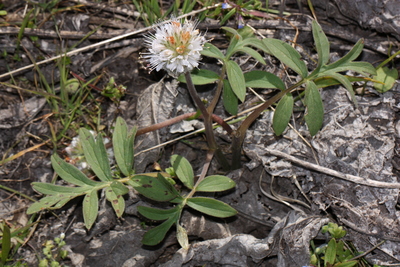 Hydrophyllum capitatum