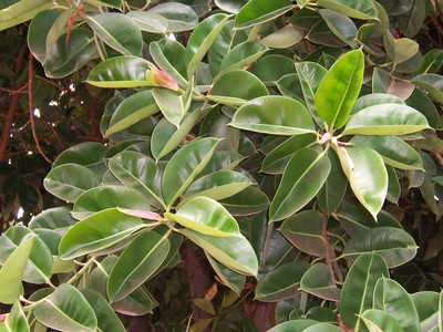 Ficus elastica