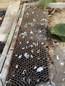 # Garlic bed

I used the small bulbs from last years harvest.

Poked holes in the cardboard and added mixed gloves from the three varieties I saved from last year.
Covered lightly with compost, covered with half rotten grass clippings.