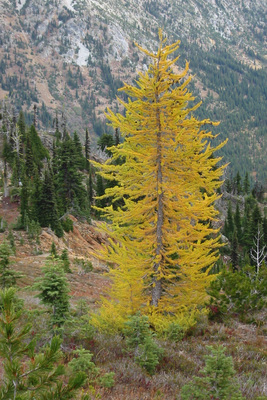 Larix lyallii