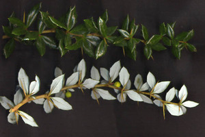 Berberis verruculosa