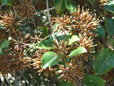 Uncaria guianensis