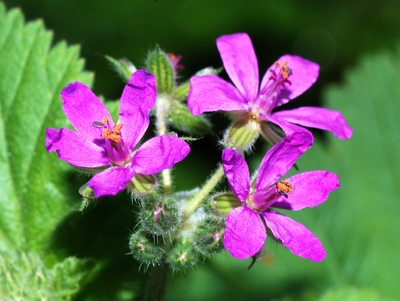 Erodium malacoides