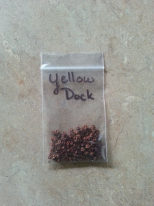 Yellow Curly Dock