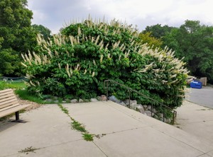 Bottlebrush buckeye