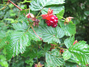 Salmonberry