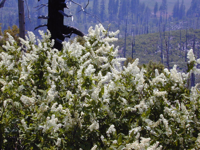 Ceanothus integerrimus