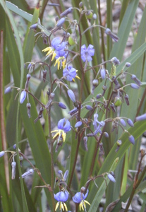 Blue Flax Lily